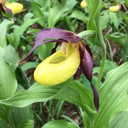 Apartman Huber Elbigenalp